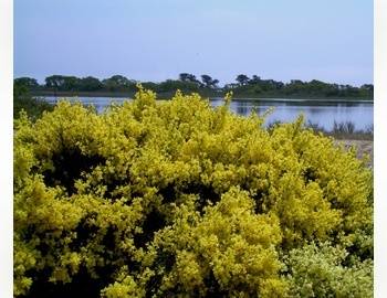 North Haven Bayfront Estate!