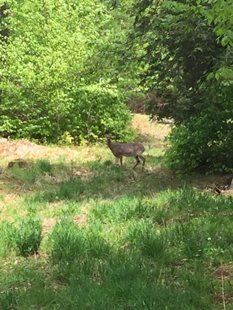 32.2 ACRES OF LAND, WITH ENDLESS POSSIBILITIES !!!