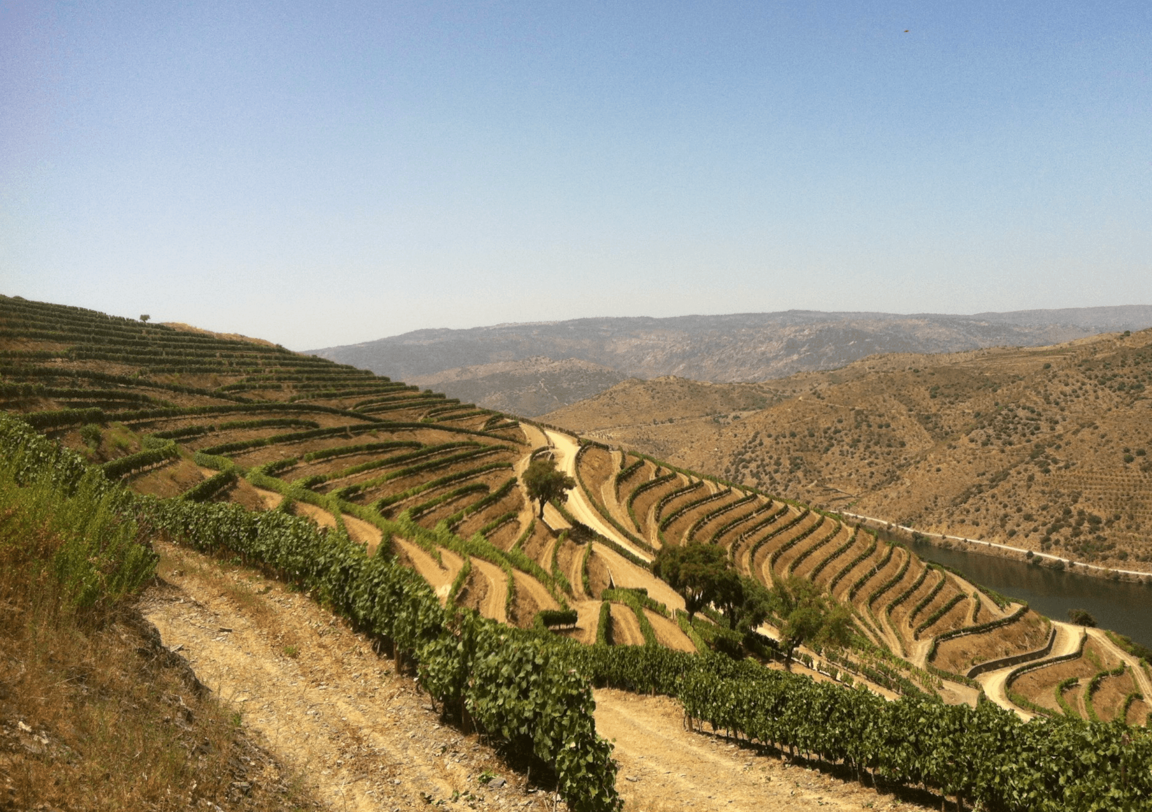 Vineyard farm in Douro region, Portugal