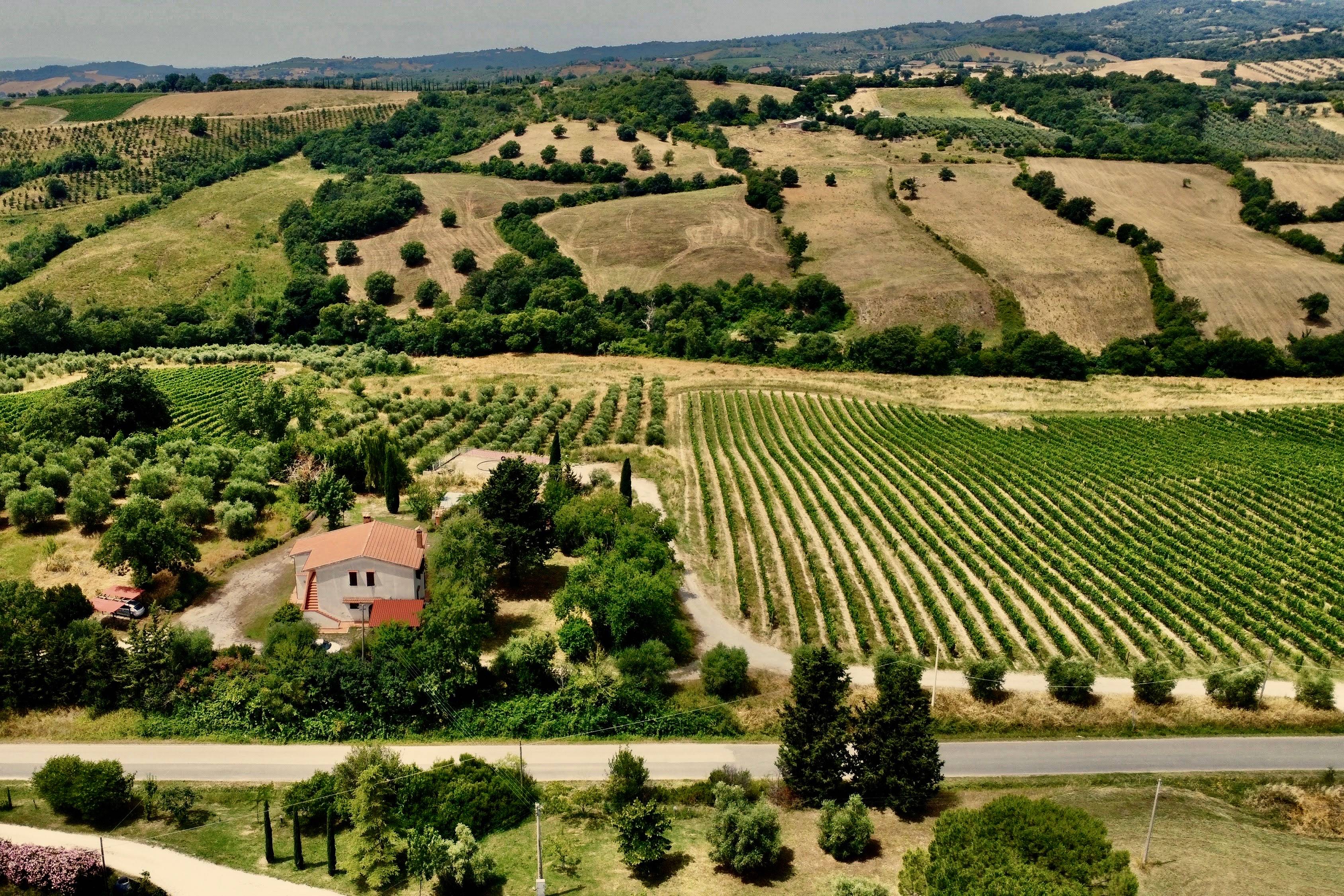 Typical Tuscan Home with vineyard and olive trees in the Maremma (Grosseto, Italy)