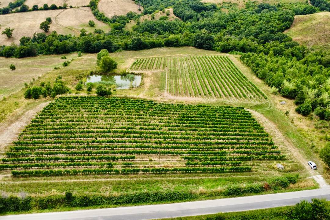 TUSCANY: 4.5 Hectares of Land :Vineyard and arable land with artificial lake