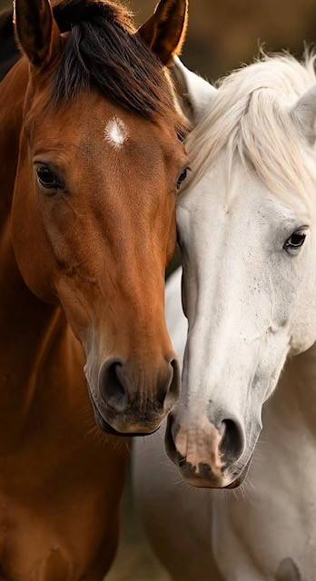Equestrian Estate & Private Country Property in the area of Museros Valencia, Spain
