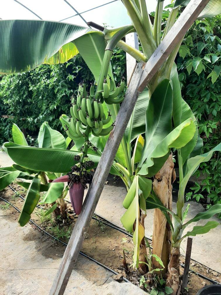 Bananas and Tropical Fruit growing in Northern Ontario Greenhouses.