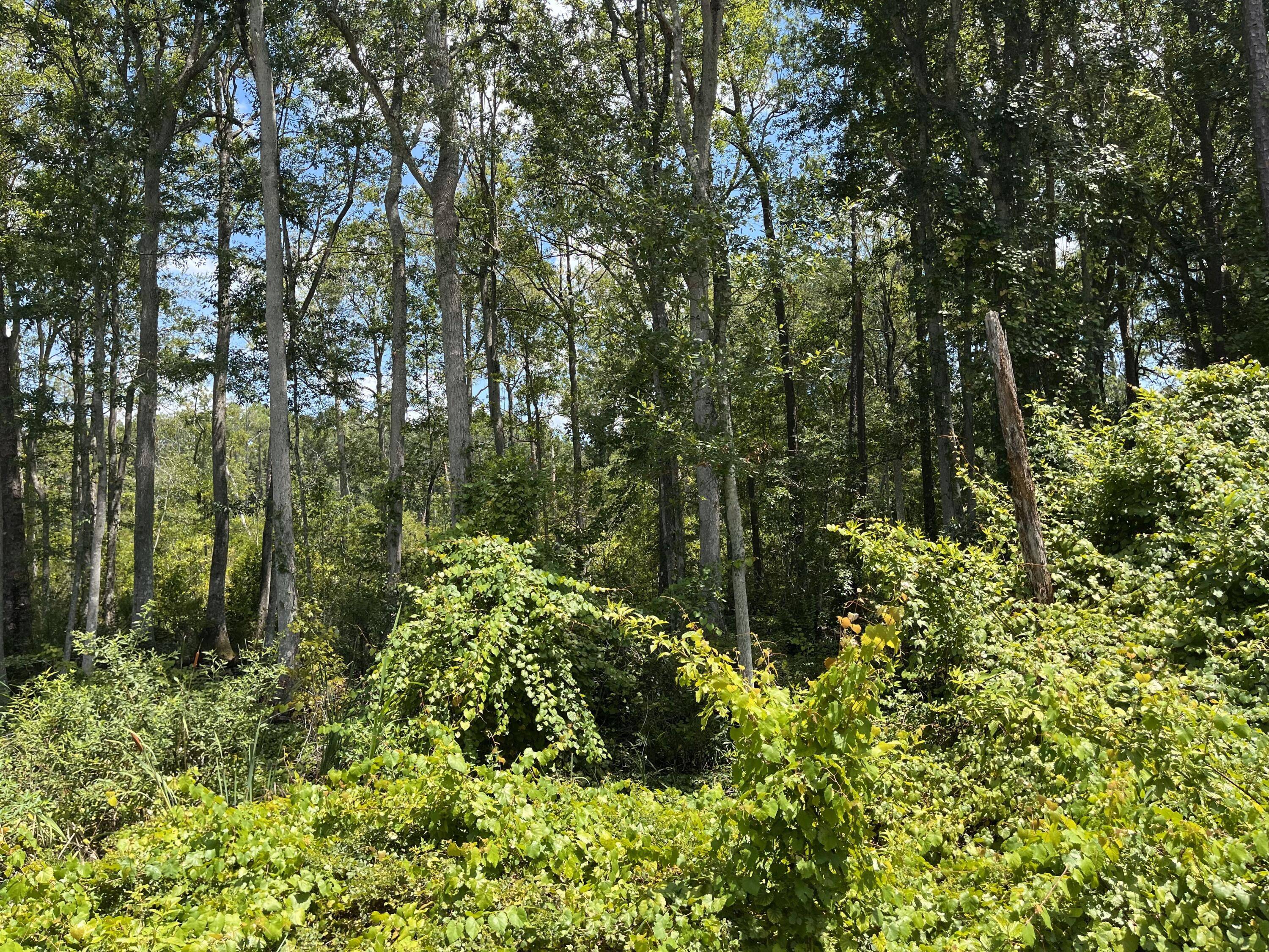 Don't Miss out on this vacant lot in growing Putnam County.