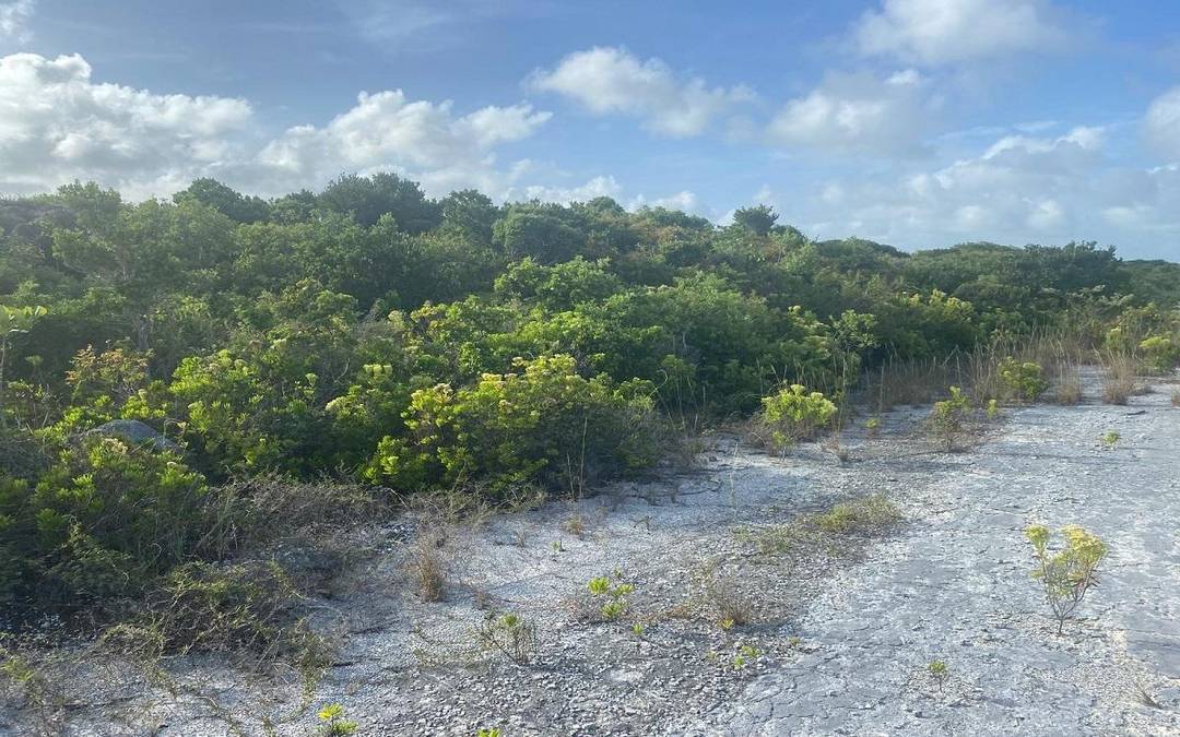 COLUMBUS LANDING 1 Land San-Salvador