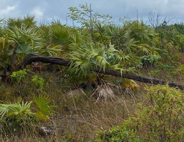 LEICESTER COUNTY SUBDIVIS Land Grand-Bahama-Freeport