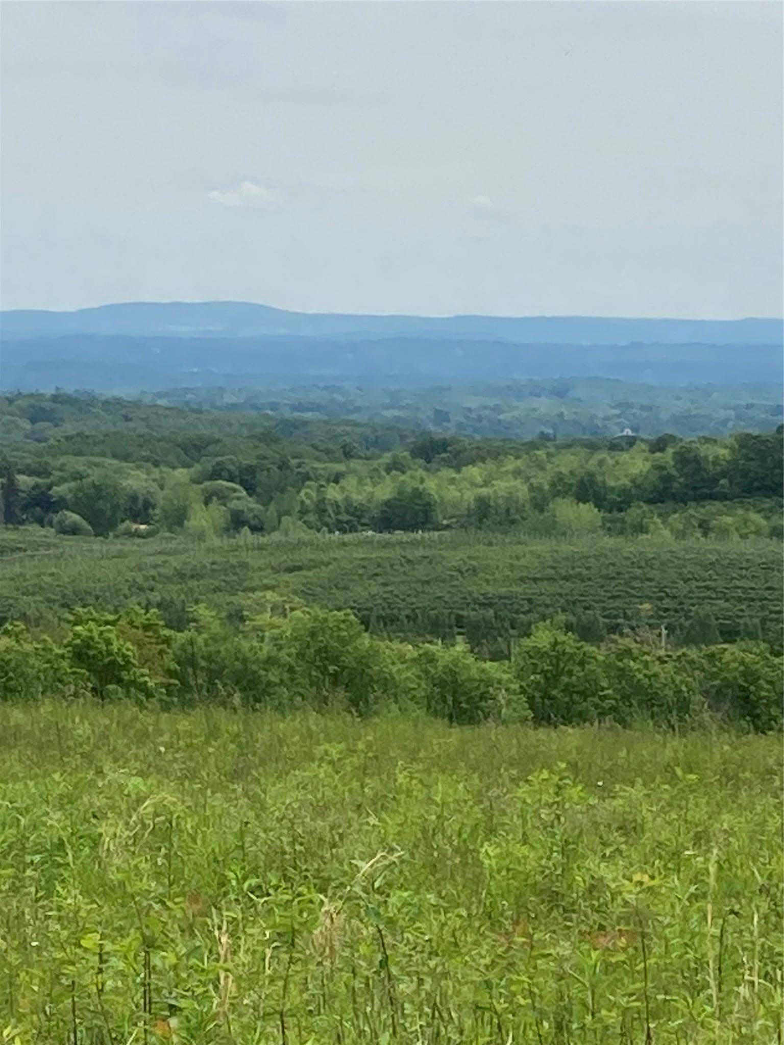 One Beautiful Apple Orchard with Pond.