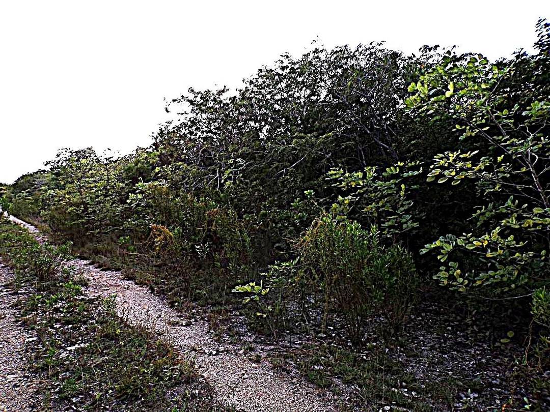 PLOT# 11 O'NEILS Land Long-Island-Bahamas