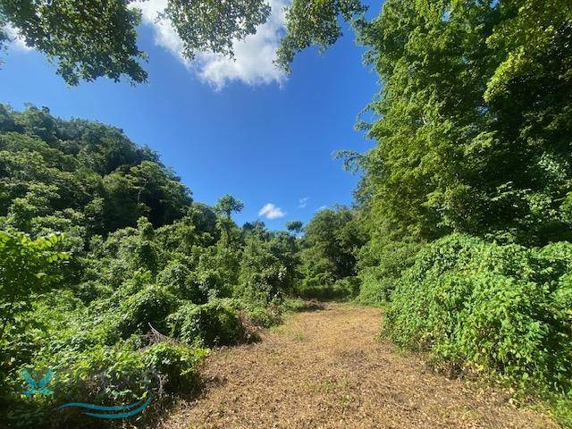 BARRIO ARROZAL Y MIRAFLORES Land Arecibo