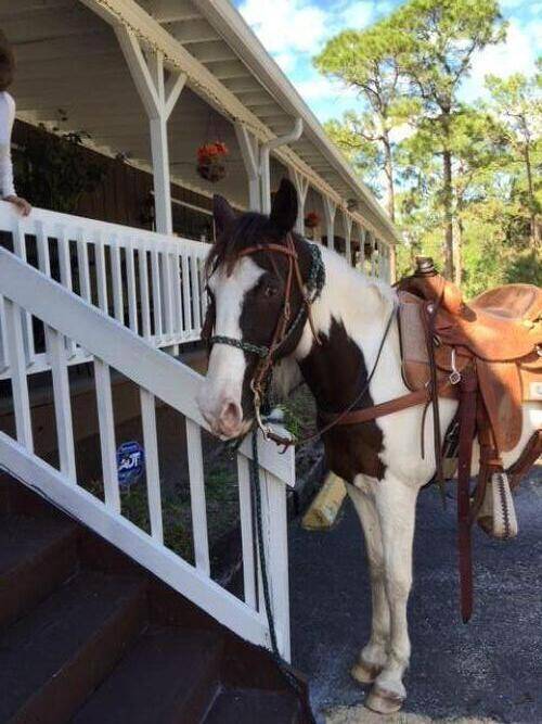 Established 1995 Jupiter Tack Shack aka Jupiter Tack and Saddelry offering a full line of equestrian apparal, saddles, equine equipment, necessaties, and gifts for the horse lover.