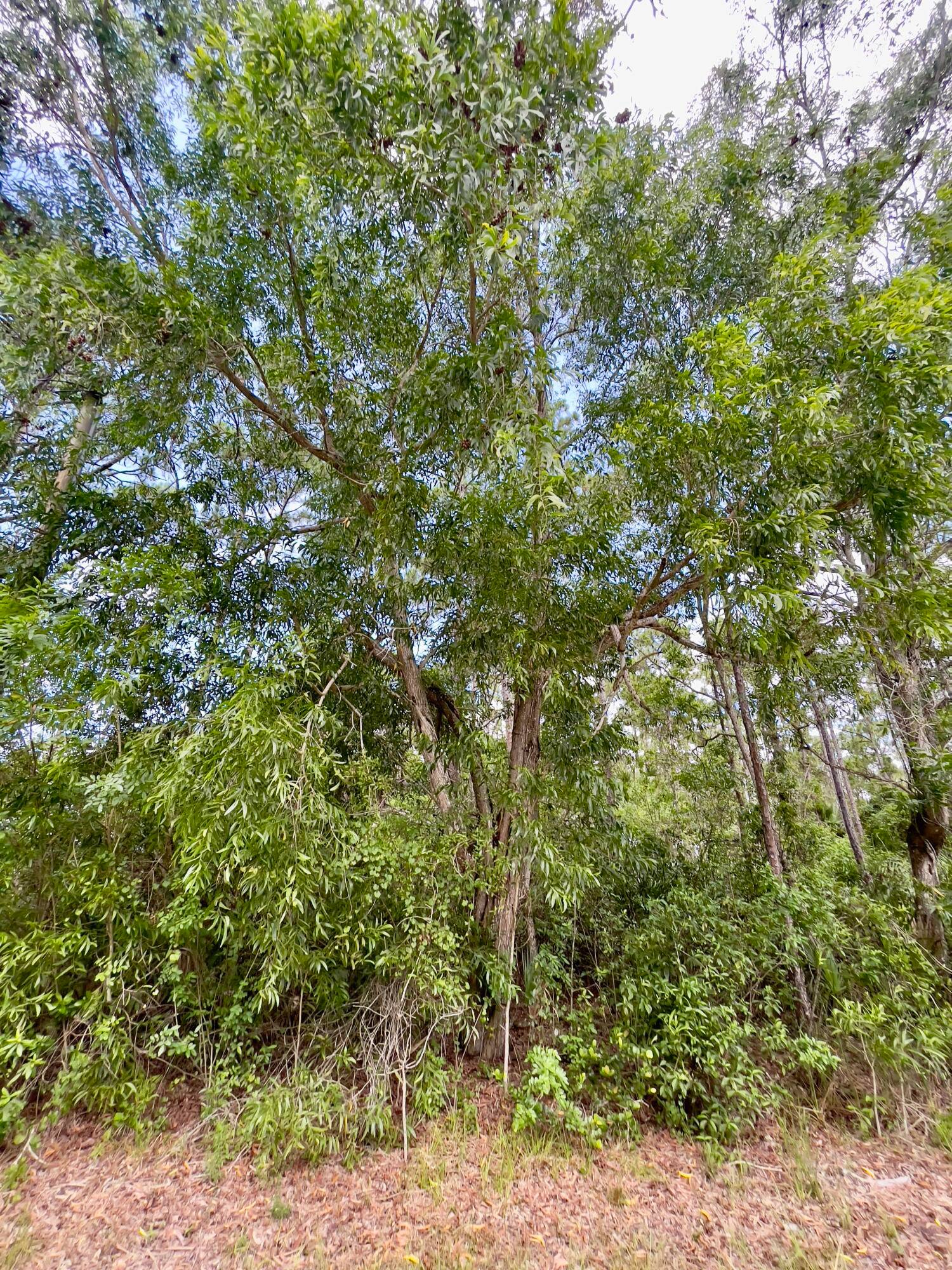 RARE OPPORTUNITY 2. 5 Pristine Acres in Sought After Jupiter FarmsFirst Time on the Market in Over Half a CenturyFor the first time in 51 years, a rare and remarkable ...