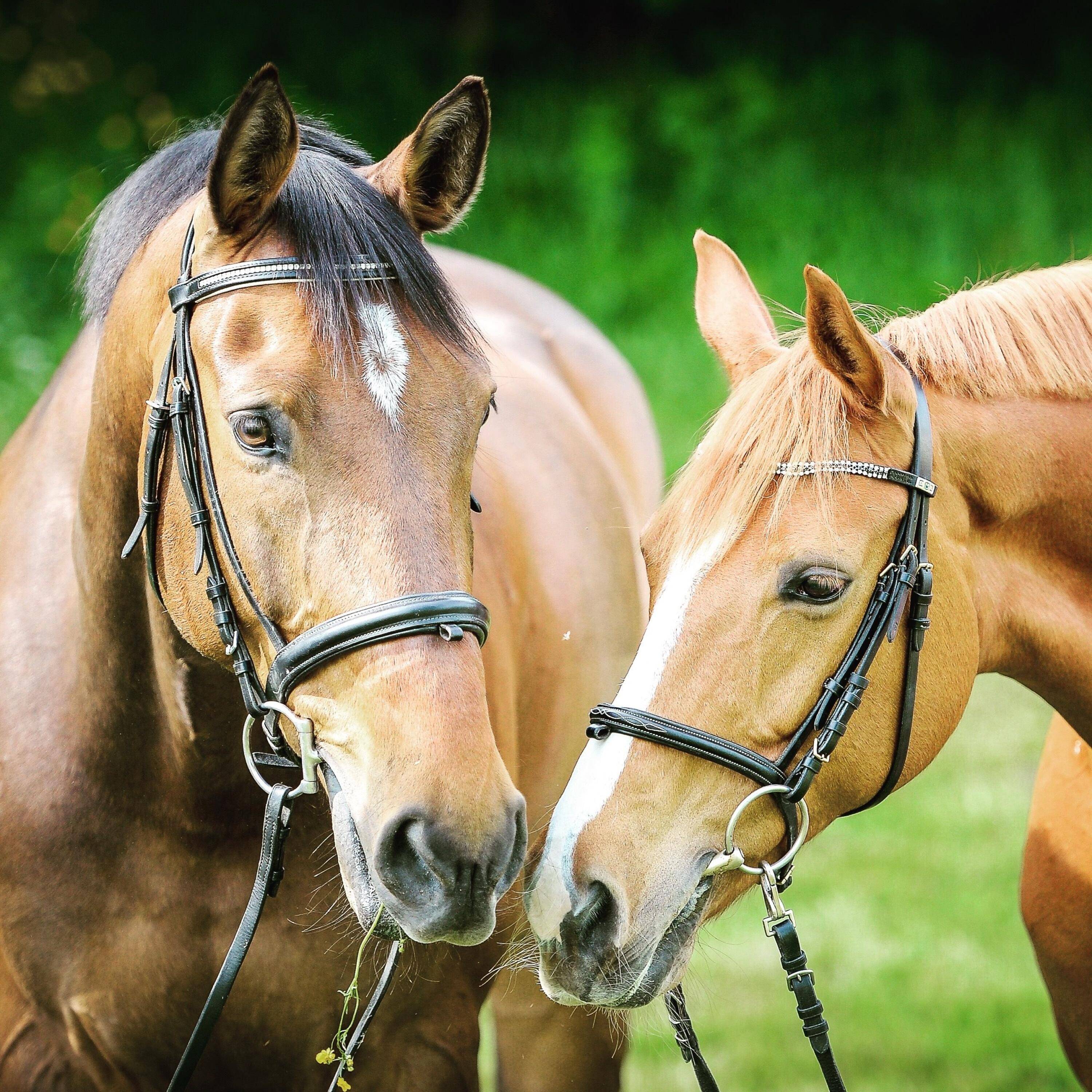 FOX TRAIL, AN EXCLUSIVE SOUGHT AFTER EQUESTRIAN COMMUNITY NESTLED IN THE HEART OF PALM BEACH.