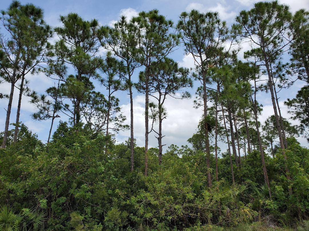 Wonderful place to build your dream home on this tree filled 1.