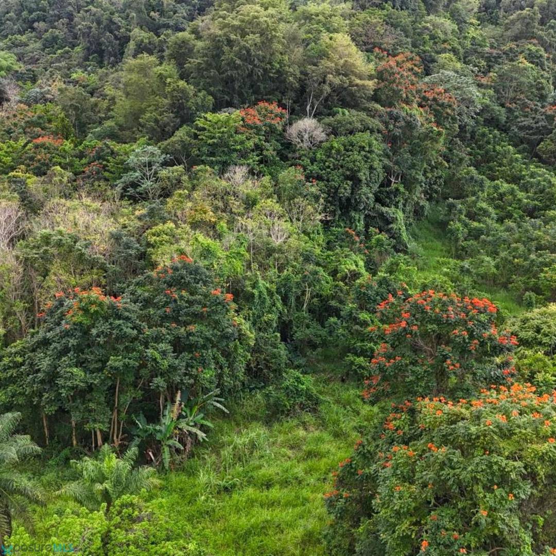 MANATI BO RIO ARRIBA PONIENTE Land Manati