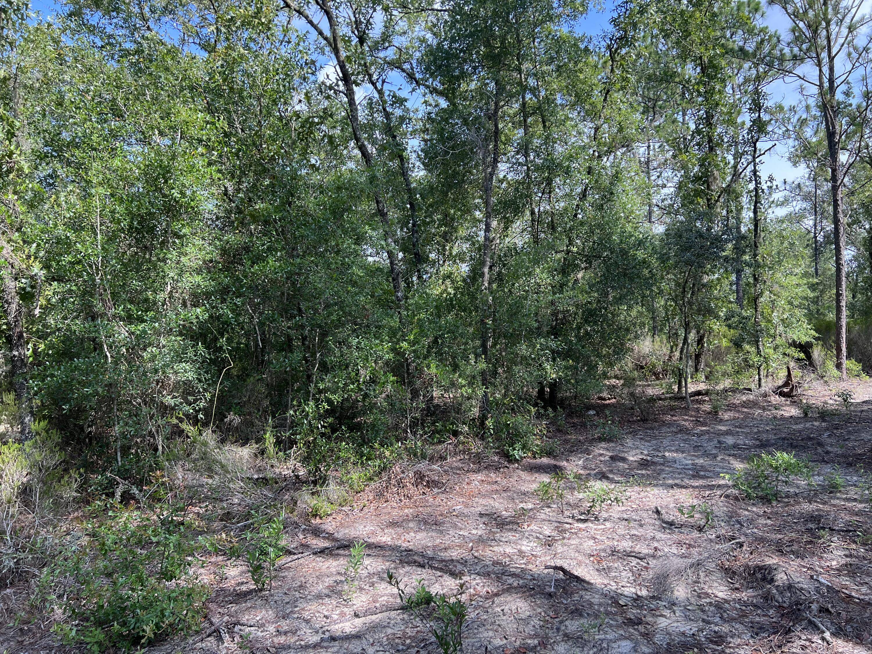 Beautiful 1. 25 wooded lot near East Bronson only 30 minutes from UF.