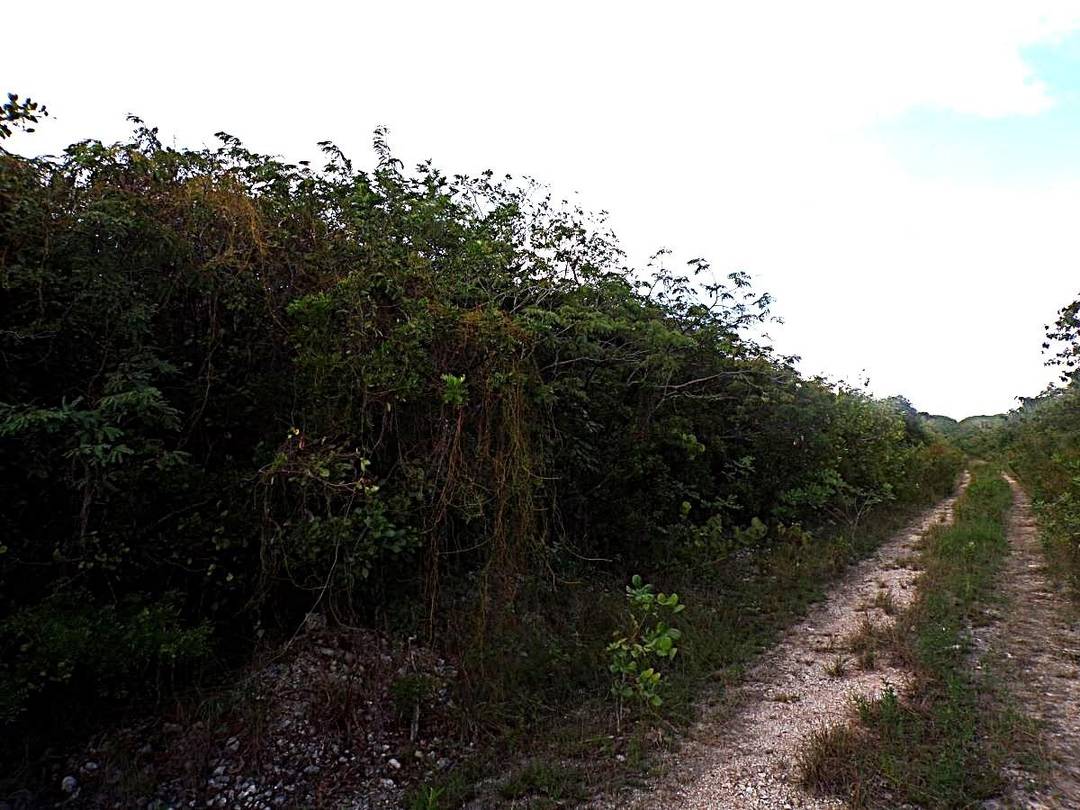 PLOT# 20 O'NEIL'S Land Long-Island-Bahamas