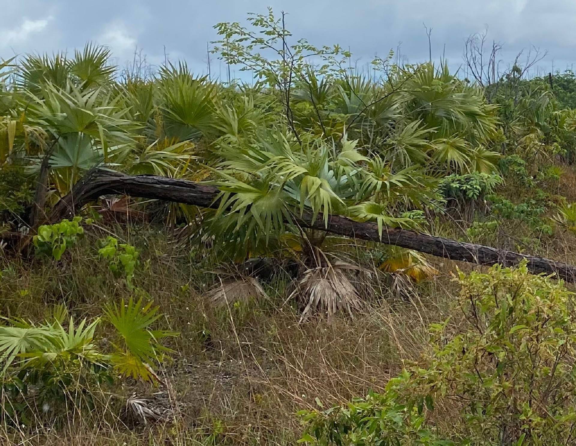 LUCAYA ESTATES LOT Land Grand-Bahama-Freeport