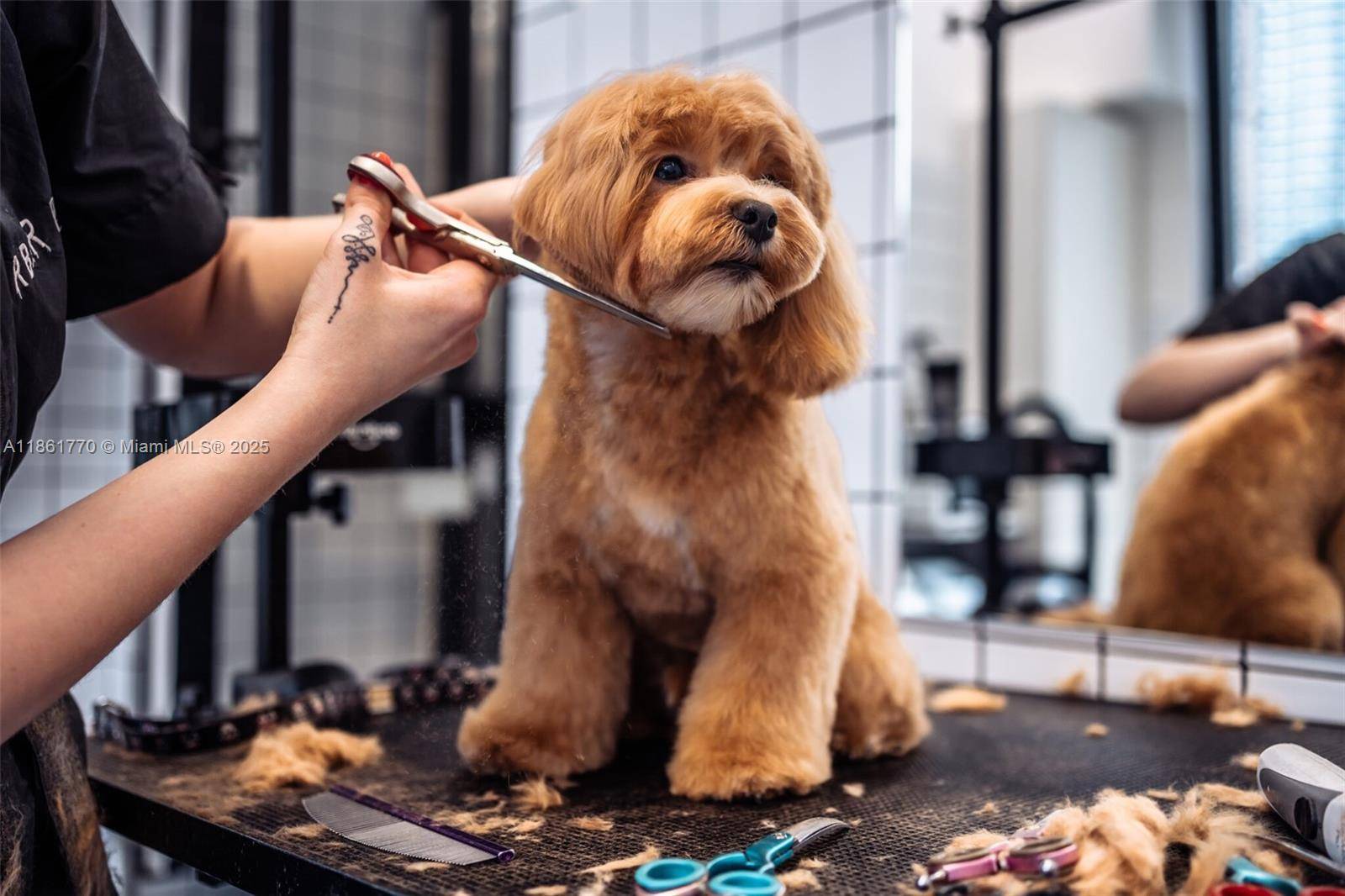 Prime Pet Grooming amp ; Retail Boutique in Miami s booming Downtown market.