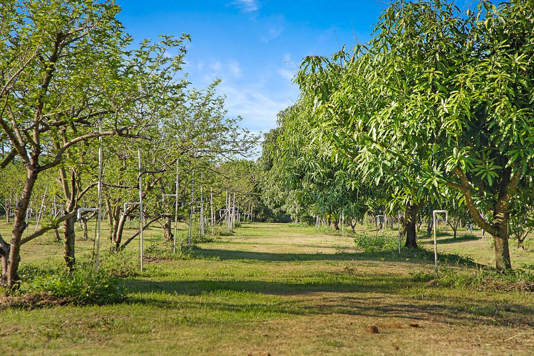 WORKING 20 ACRE EXOTIC FRUIT TREE ORCHARD.