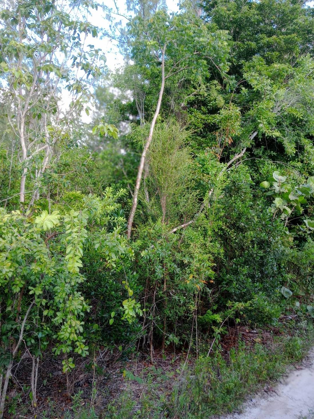 CALABASH BAY Land Andros