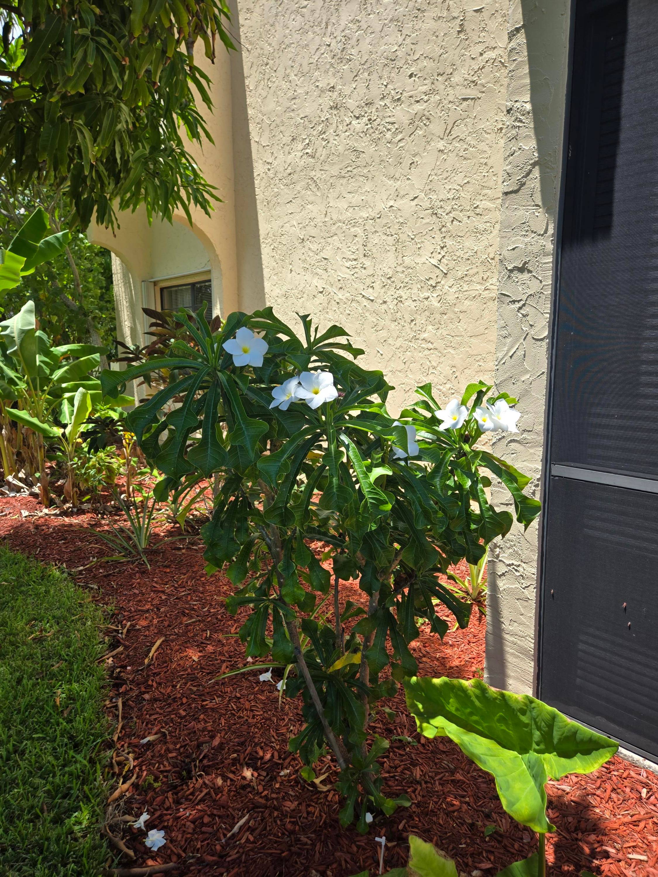THIS IS A RARE FIND, A 1ST FLOOR CORNER UNIT W 2 SCR'D PORCHES AND PATIO W MANGO AVOCADO TREES, PINEAPPLE PLANTS MANY FLWERS PLANTED BY THE PREV HAPPY HORTICULTURALIST.