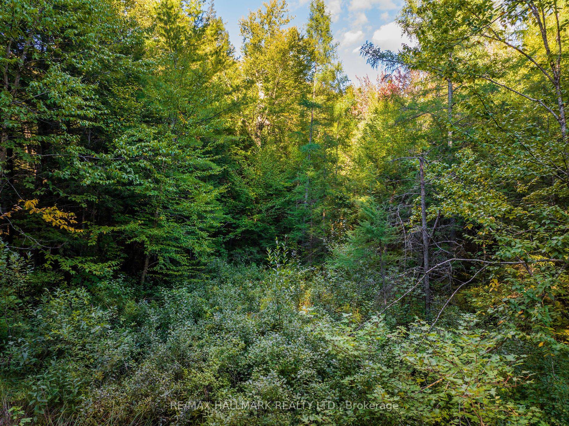 Build your dream cottage in Sprucedale, Parry Sound.
