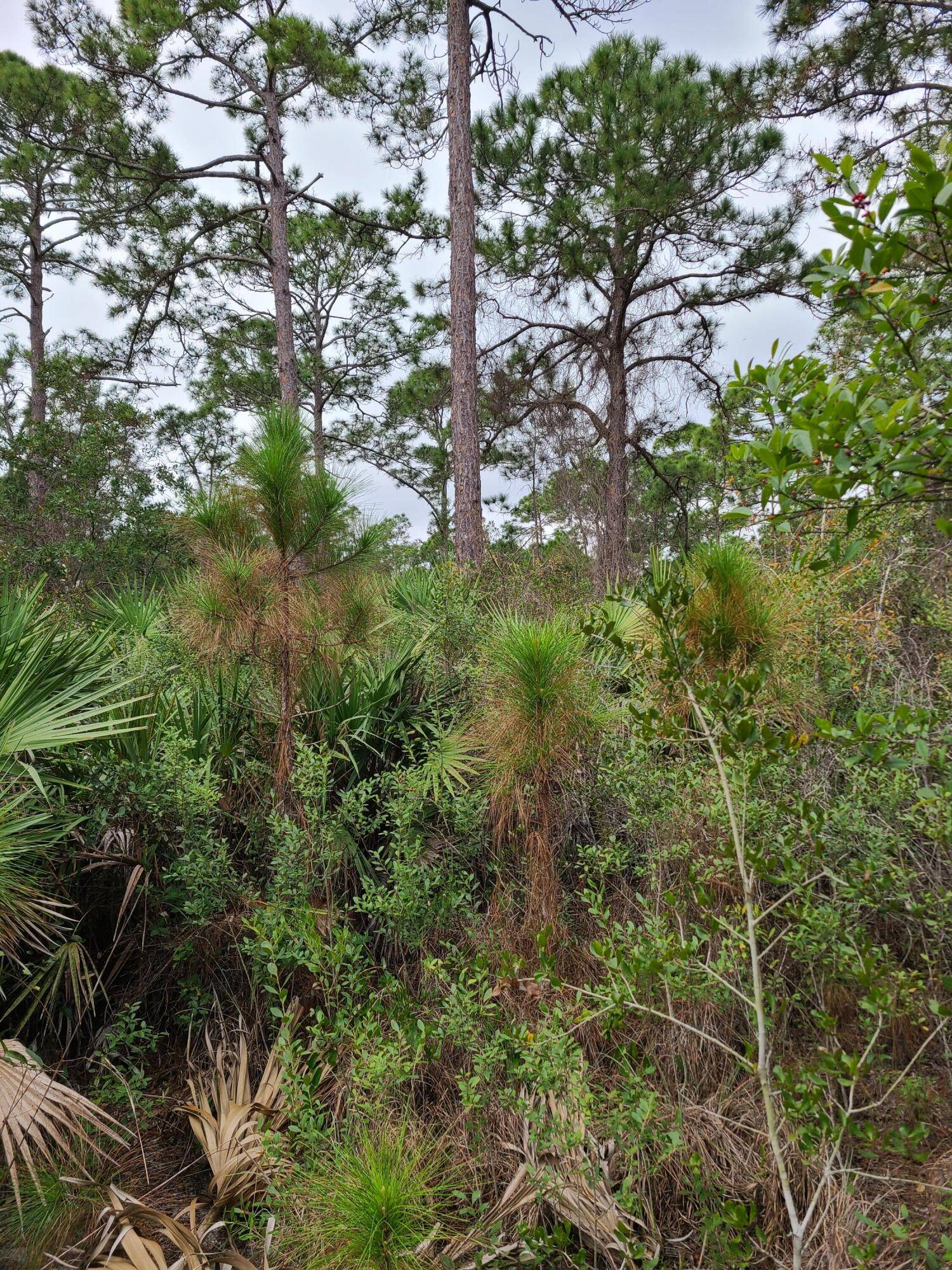 Discover the potential of this expansive land property located in Vero Beach, Florida.