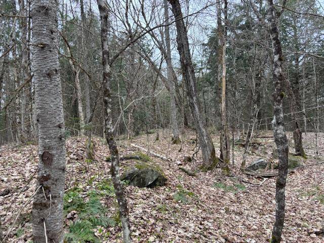 Private 7. 46 acre treed rural lot on Loch Erne Road in the Township of McDougall.