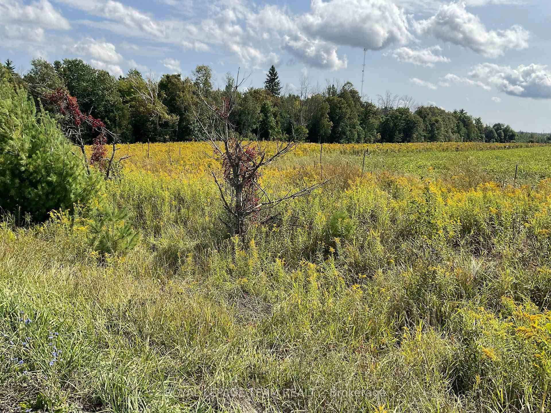 Corner lot with 4 acres with reed and open areas and loads of road frontage.