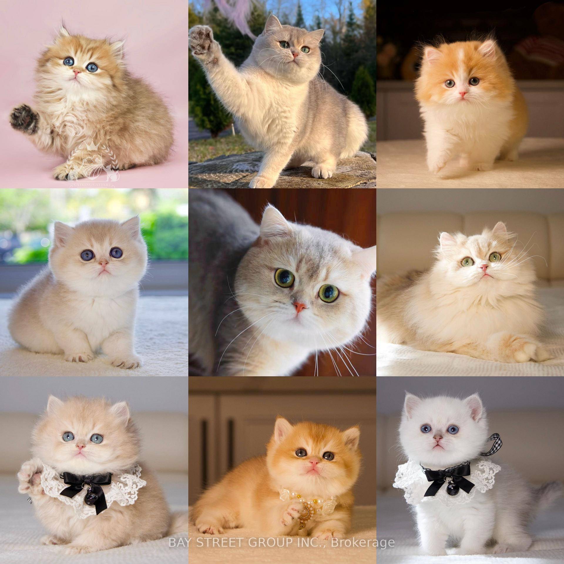 Looking for exceptional British Shorthair or Longhair kittens Business in Toronto ?