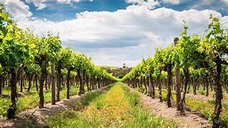 This Fantastic 75 Acres of Vineyard is situated within Four Mile Creek and Niagara On The Lake.