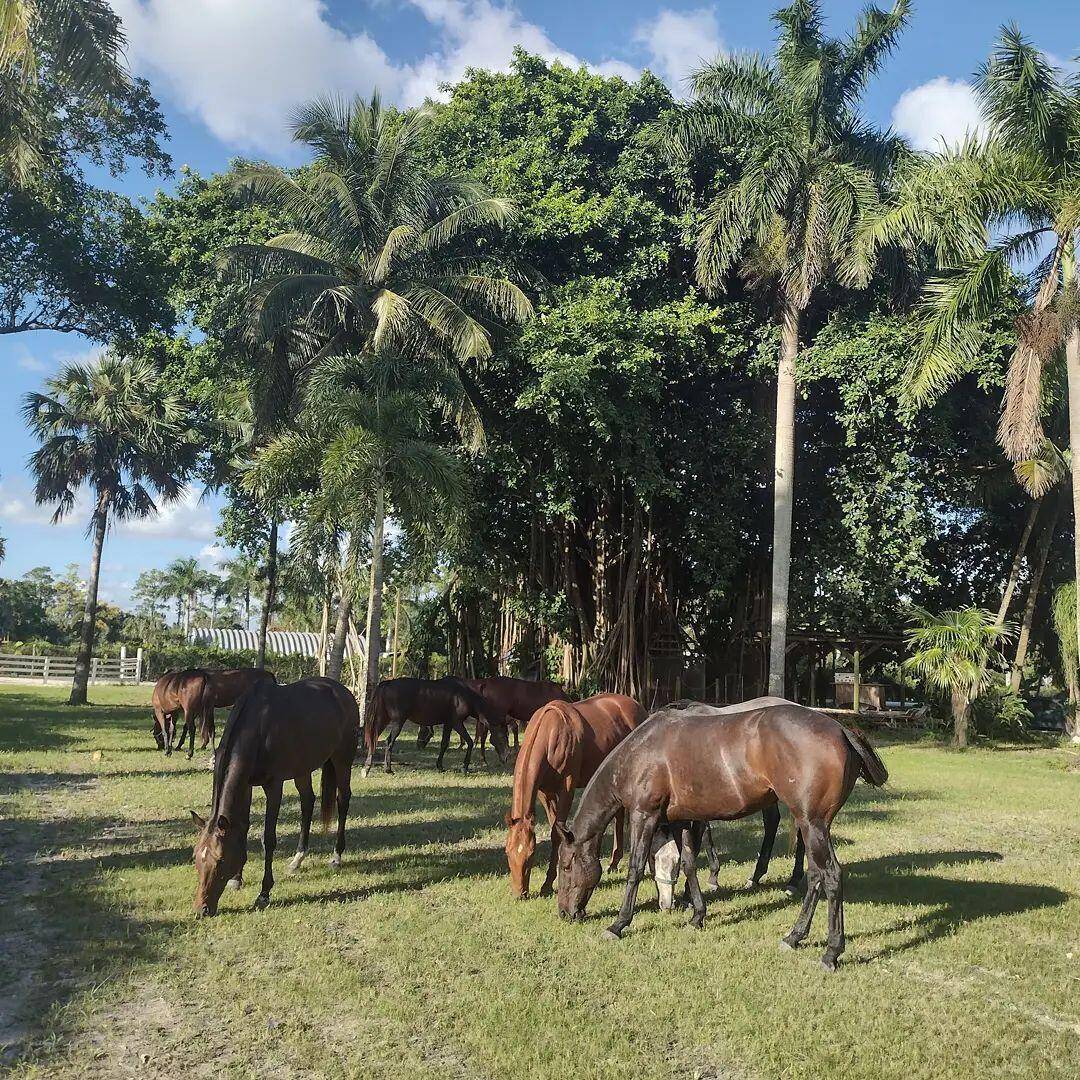 Unique Equestrian property on 5 acres with direct access to public Road D Rd.