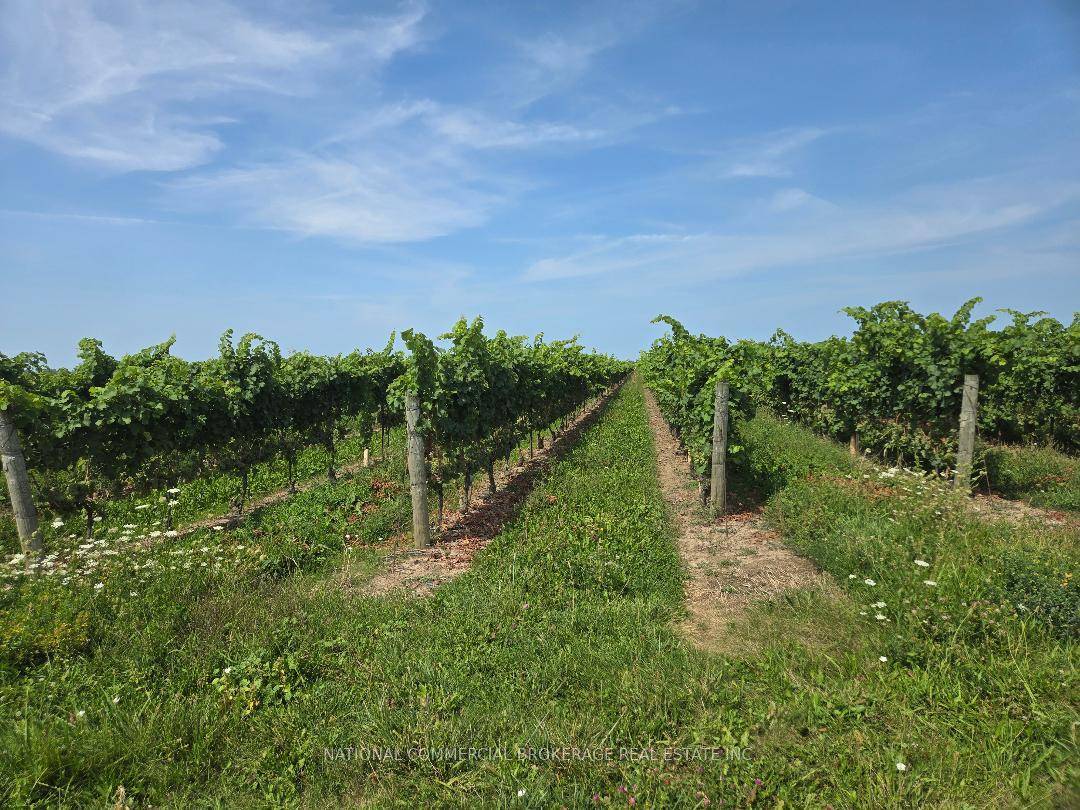 Fantastic and very unique Vineyard 40.