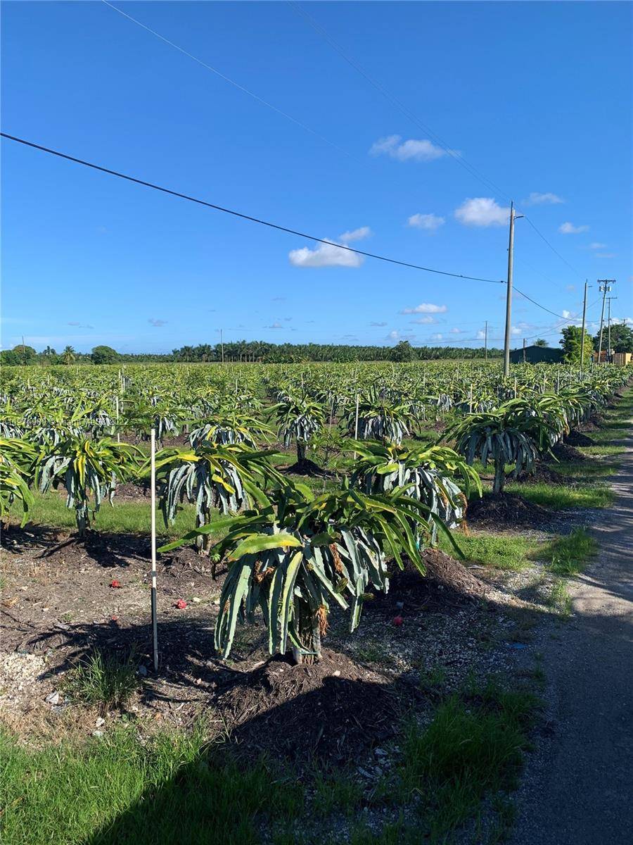 For Sale 17 Acres, Dragon Fruit Farm, Exotic Fruit Trees, Pump House, Irrigation Systems Underground And Above Ground Irrigation, Gated And Fenced, Power And Water On Site, Seller Financing Available