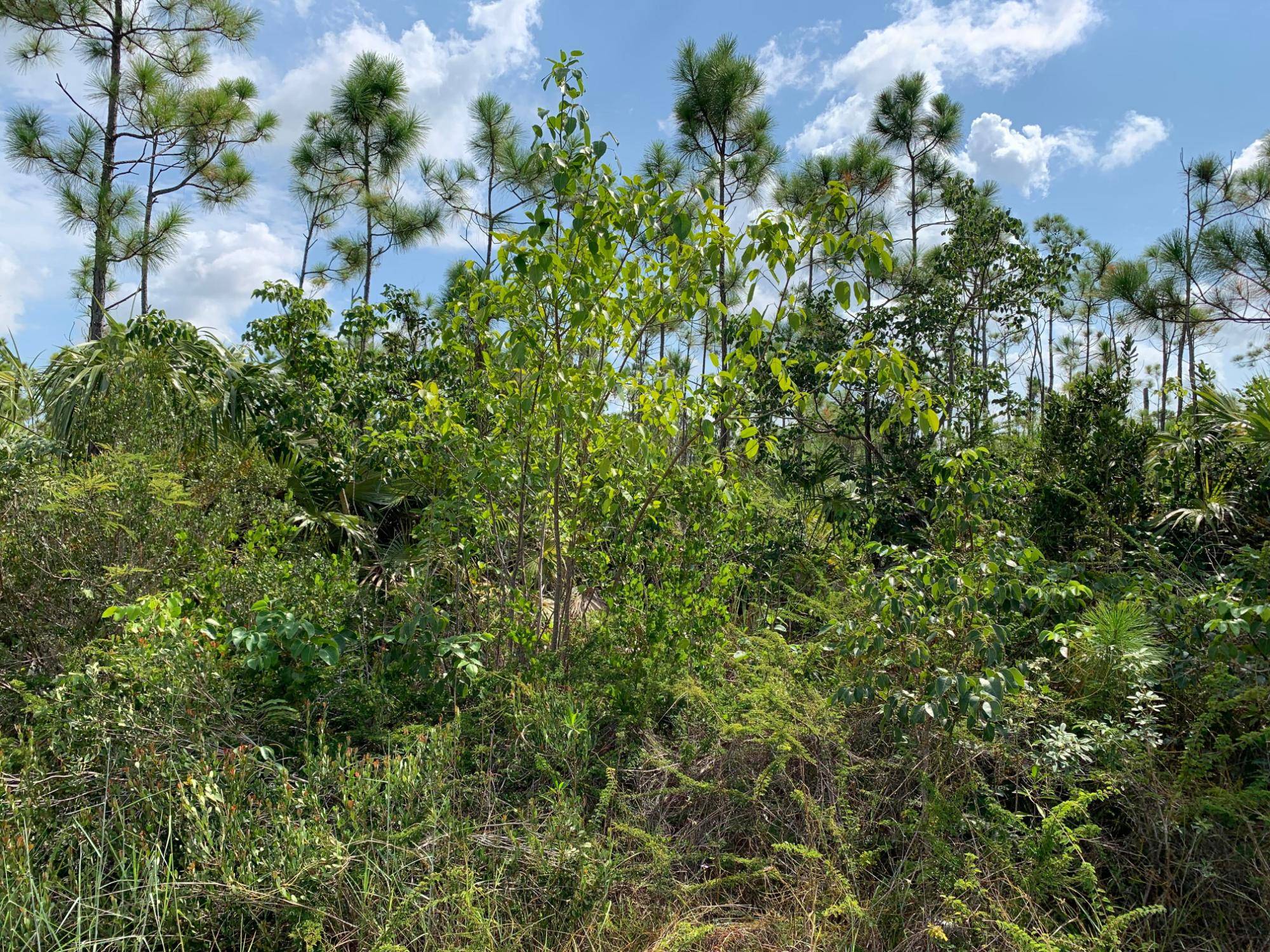 RINGWOOD DRIVE Land Grand-Bahama-Freeport