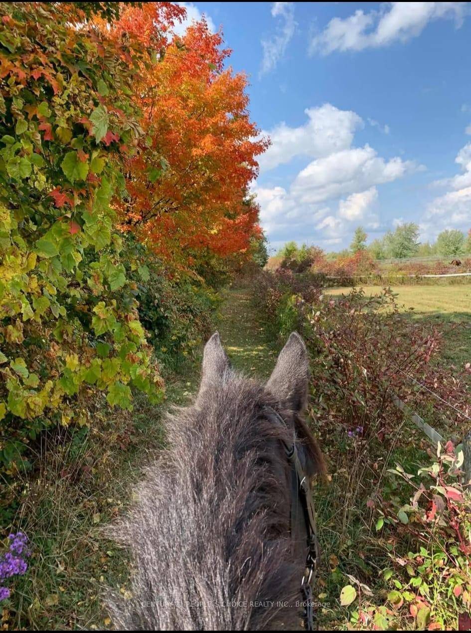 Attention Horse Enthusiasts !