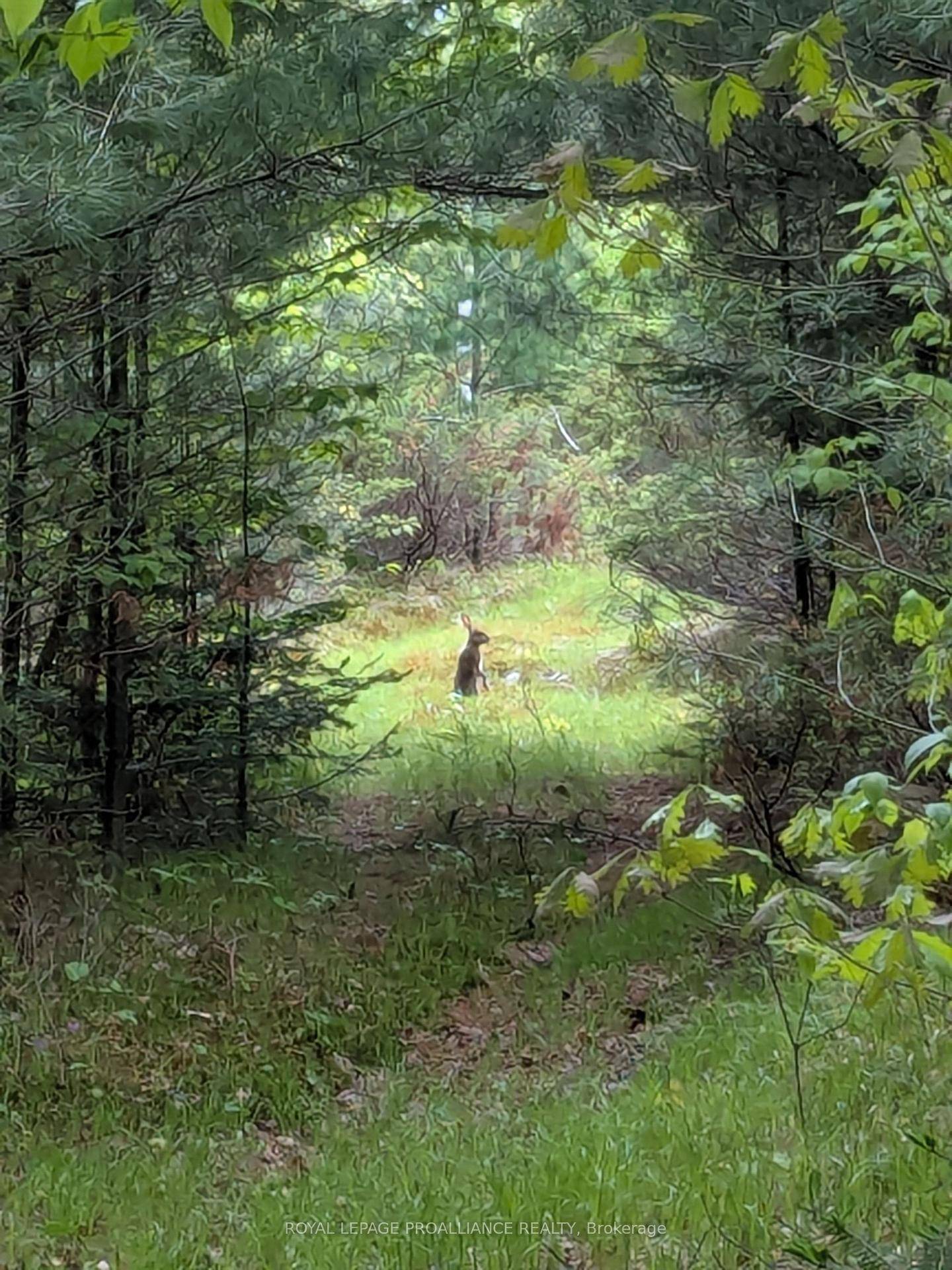 74 Acres of natural forest land sitting east of Kellar Road and running parallel between Highway 7 and the Trans Canada Trail, provides the ultimate potential for your own hunting ...