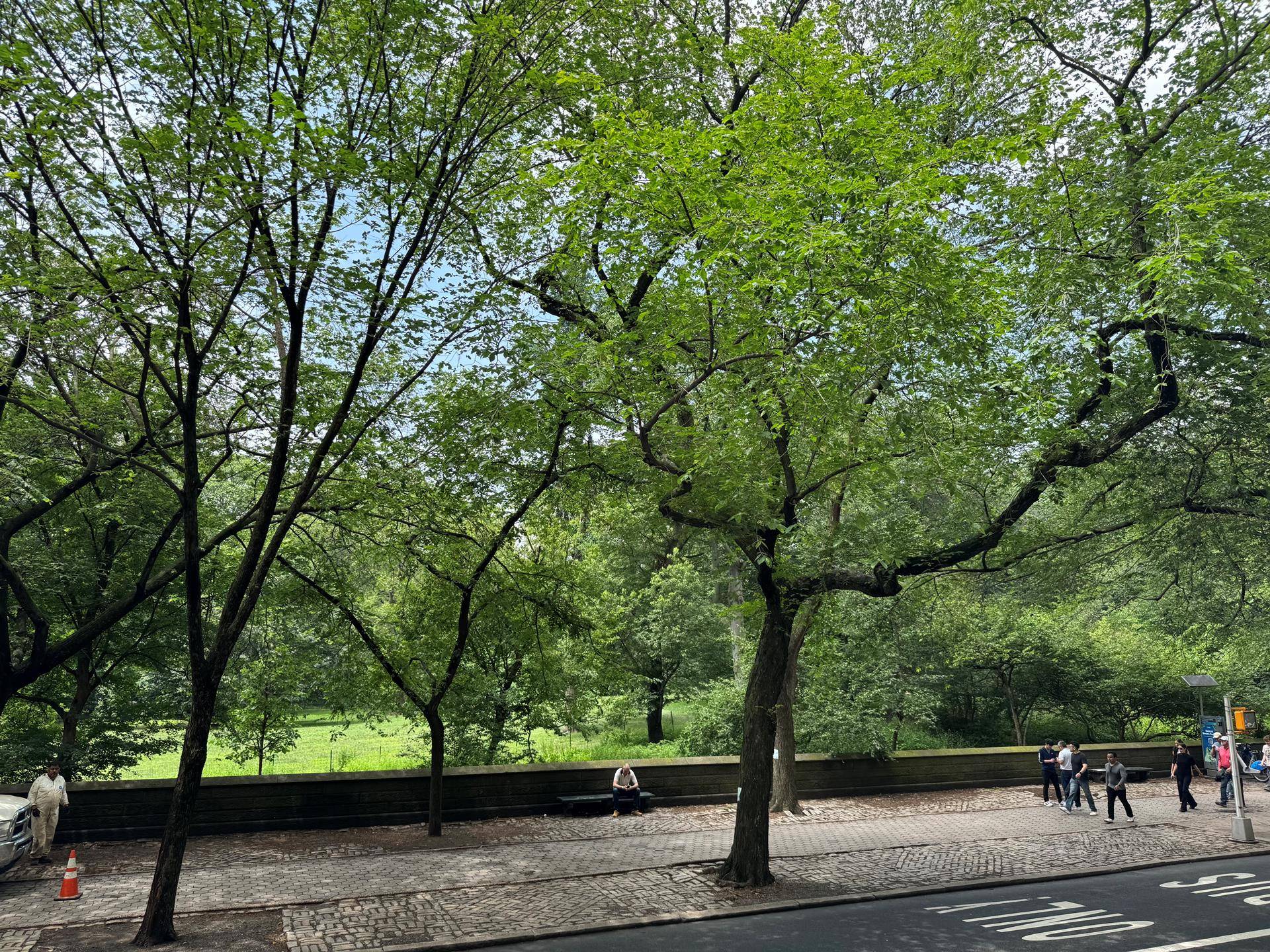 FIFTH AVENUE DREAM Enjoy Central Park views from this spacious 2bd 3 bath plus maid's room home office within a classic prewar building in an unparalleled location !