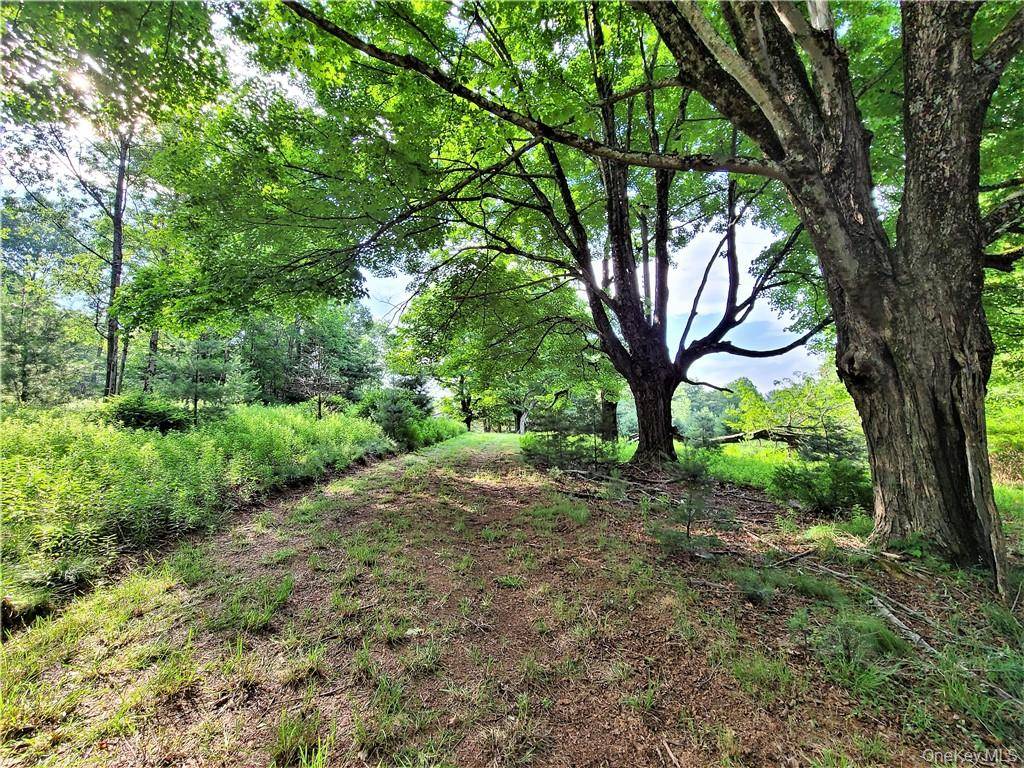 Luscious woodland is very peaceful, extremely private and truly magical.
