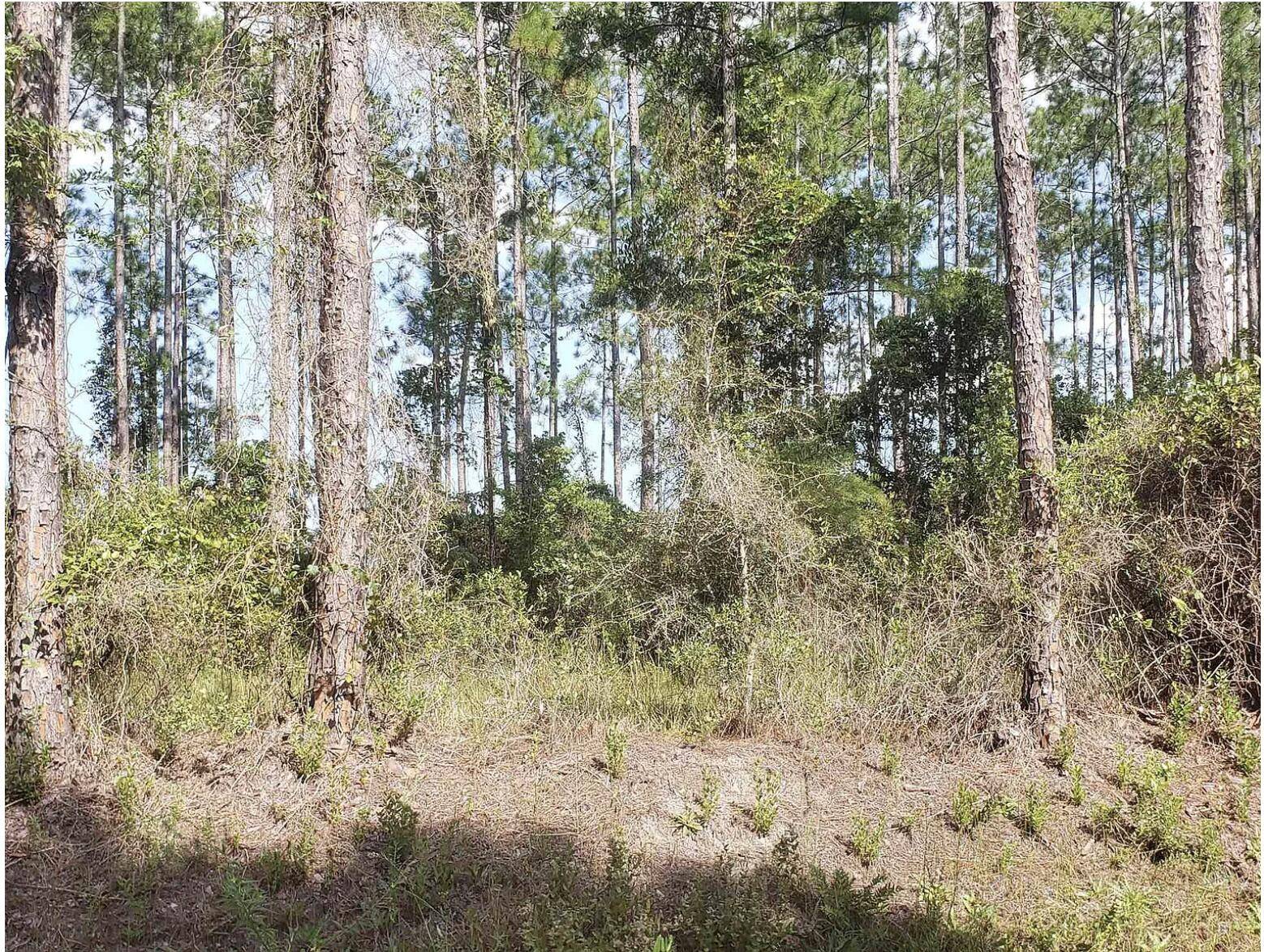 Discover 1. 12 acres of peaceful living at 10235 Amos Ave in Flagler Estates !
