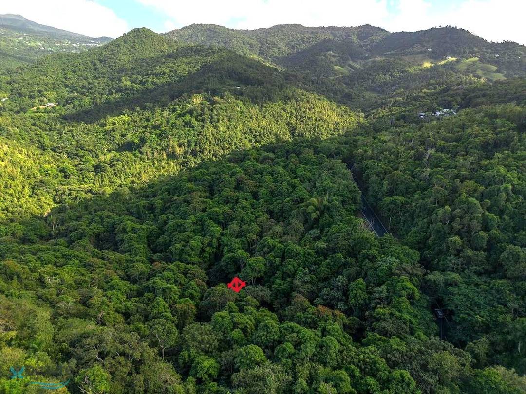 BO CEDROS , CARR 185 KM.HM 014 3 Land Carolina