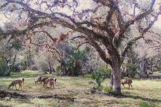 Exceptional value Wiregrass Ranch is offered as 150 acres of native Florida wilderness.