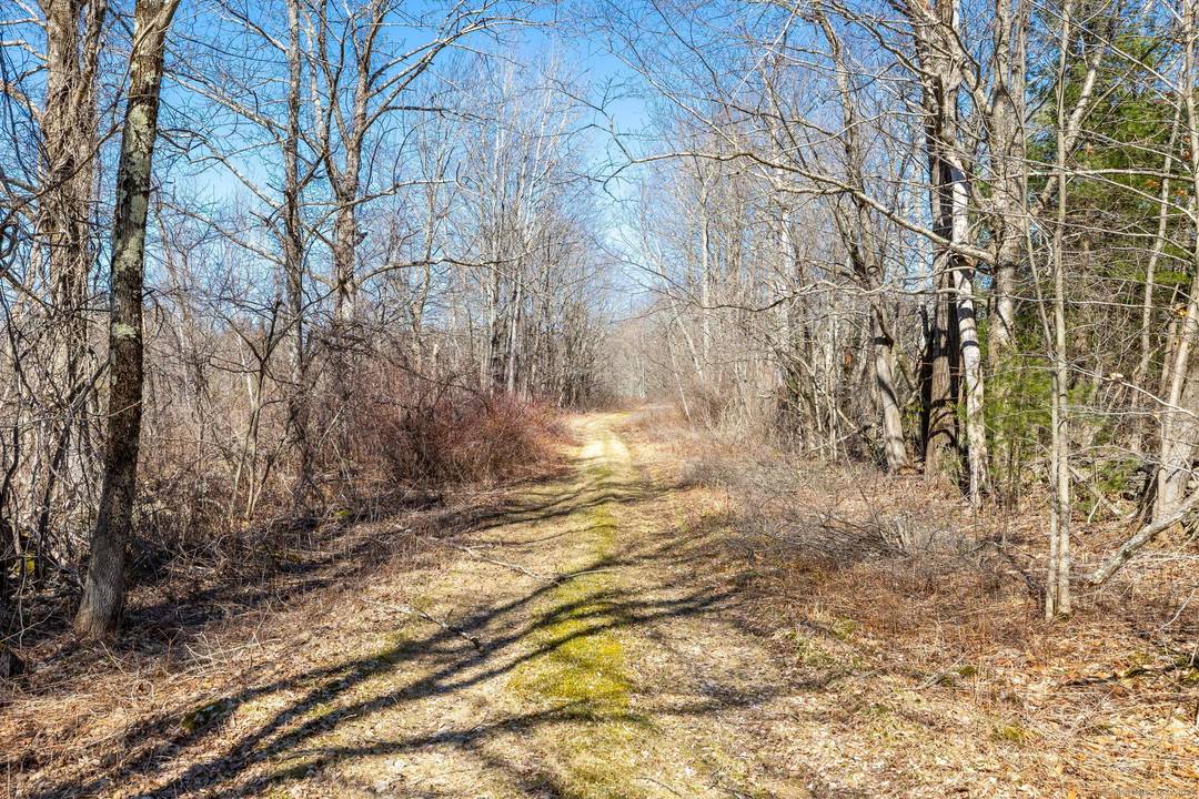 White Birch Meadow situated on east side of North Street, Goshen, CT Rt.