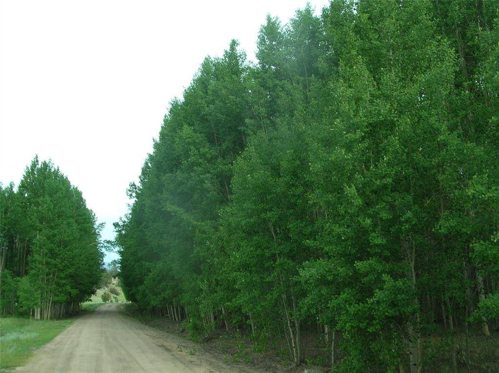 Beautiful densely treed lot in Wildwood !