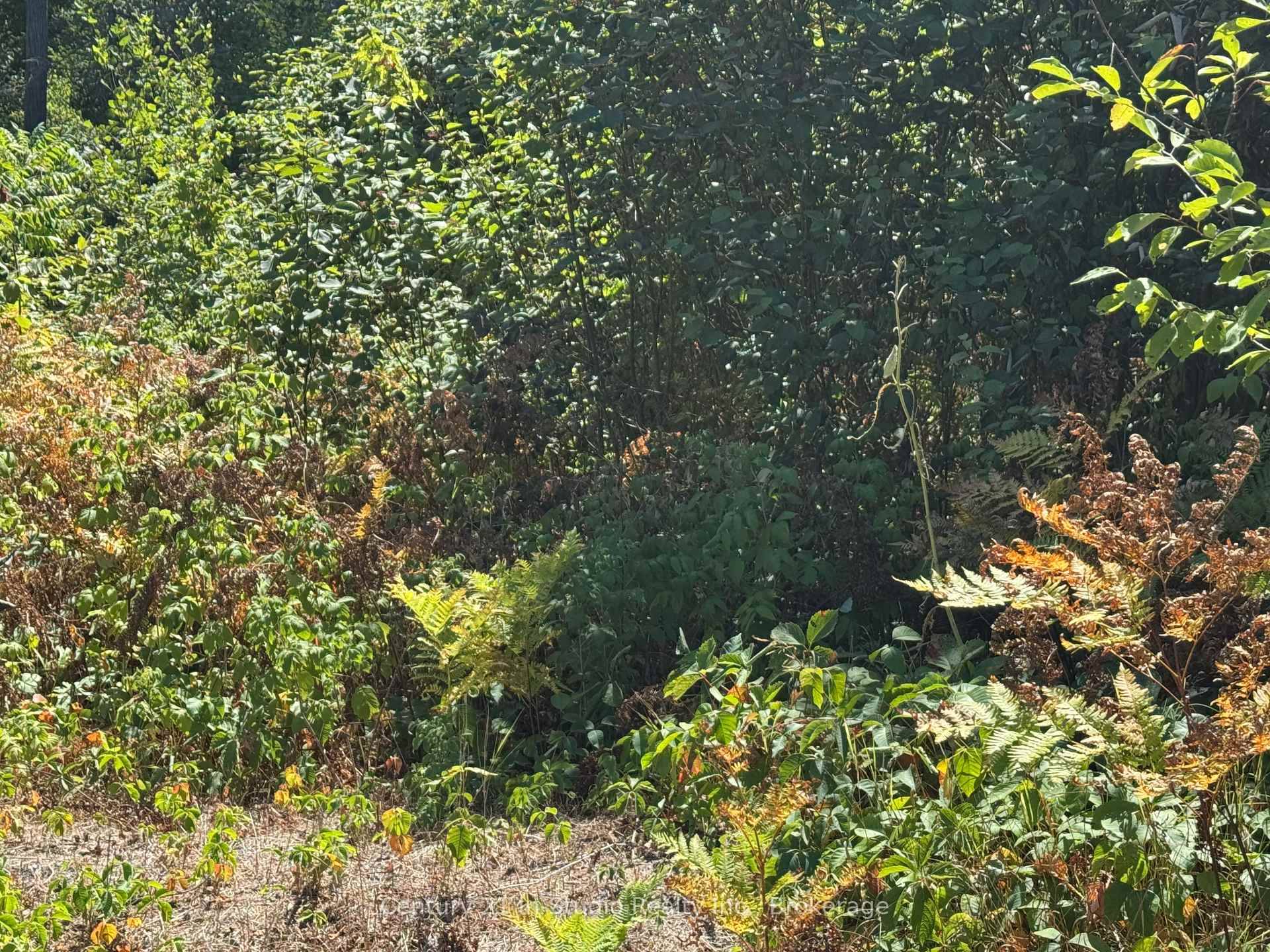 Vacant 1 Acre Lot for Sale Steps from Georgian Bay !