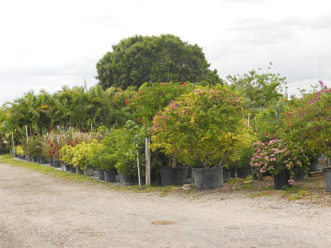 Established and profitable Nursery Business on a 5 acre parcel, great turn key operation.