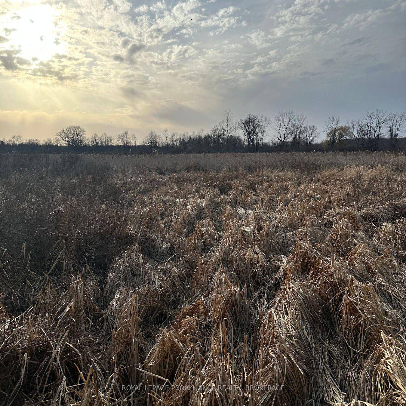 Expansive 93 acre property with dense bush, scattered hardwoods and trails on beautiful Amherst Island.