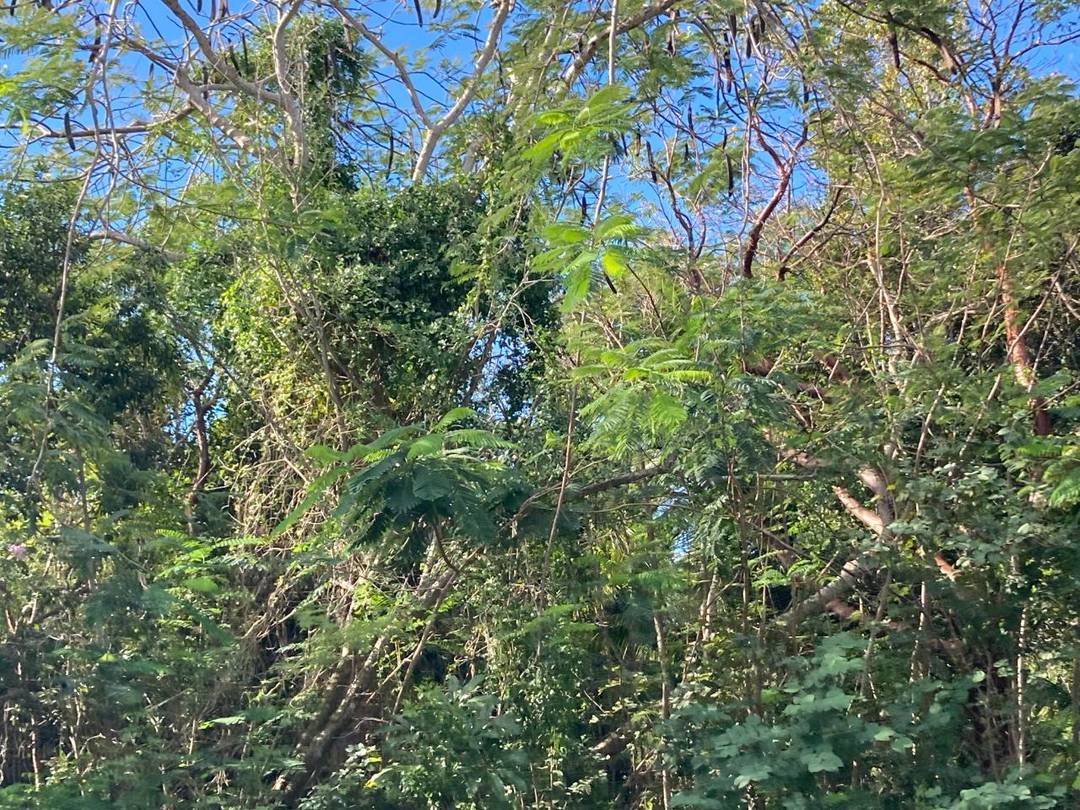 COCONUT ROAD FLAMINGO BAY Land Exuma-And-Exuma-Cays