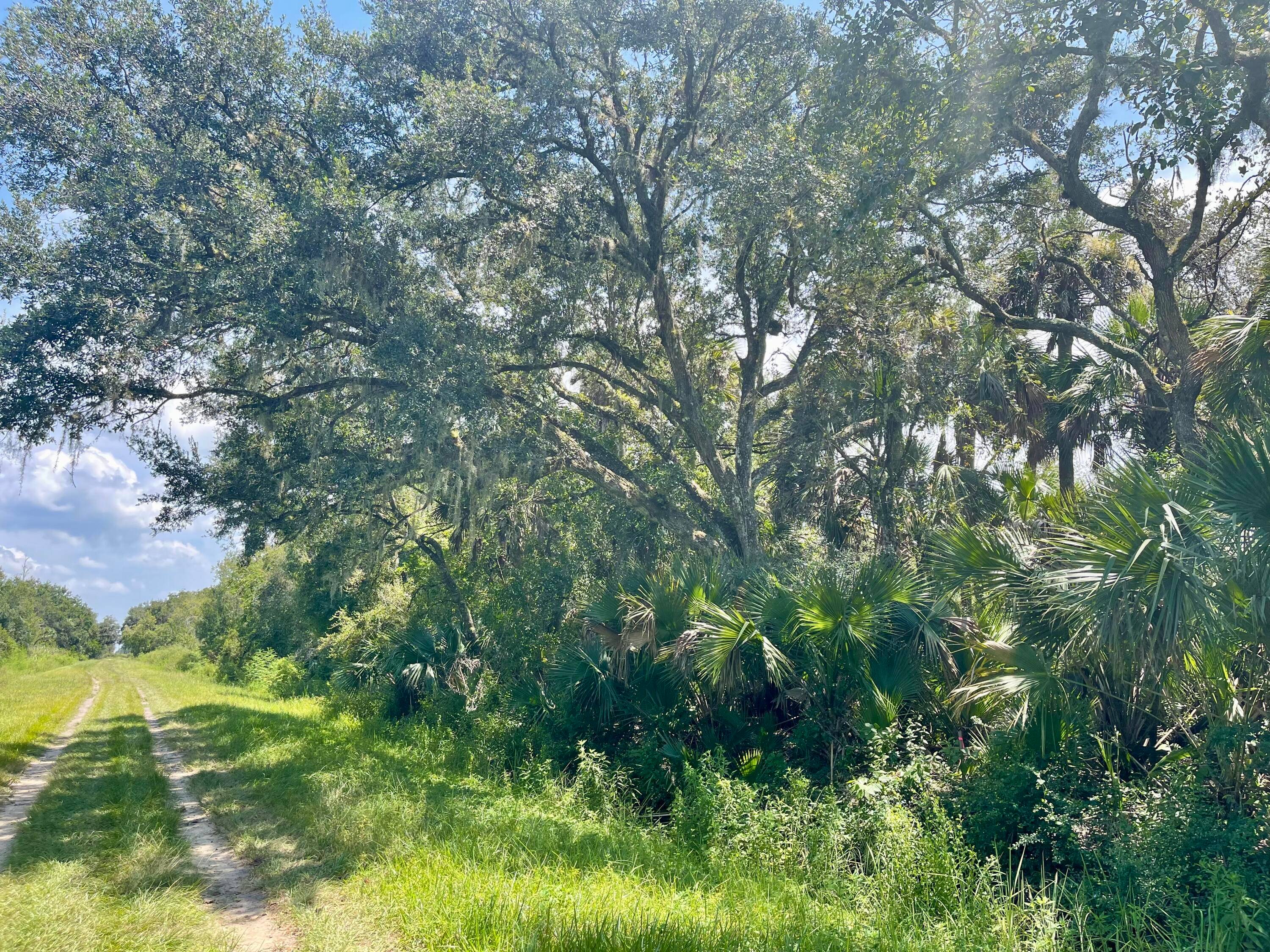 This 1. 25 acre lot has a nice mix of Mature Oaks, and Cabbage Palm Trees.