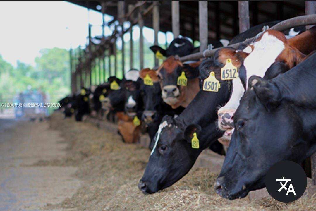 Dairy farm with 800 cows spots inside the barn.